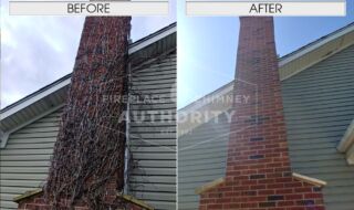 Before & After Vine Removal Before & After Vine Removal